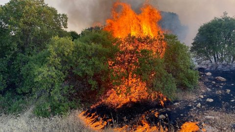 Gaziantep'te fıstık ve zeytin bahçelerinde çıkan yangına müdahale edildi: 1 kişi gözaltında