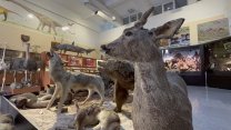 Trafik kazasında ve doğada ölen hayvanlar, tahnit edilerek BUÜ Zooloji Müzesi'nde sergileniyor