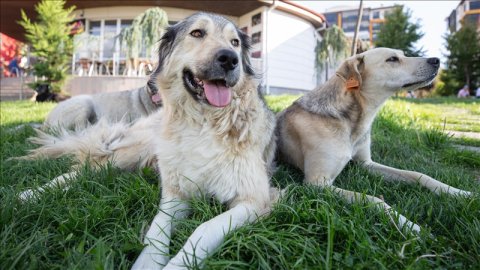 İddia: Sahipsiz köpeklerle ilgili düzenlemeden vazgeçilmiyor, ötenazi de ısrar sürüyor