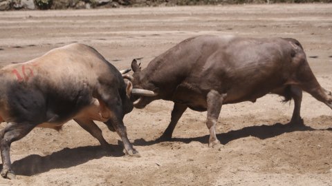 Ayder'de boğalar güreşti