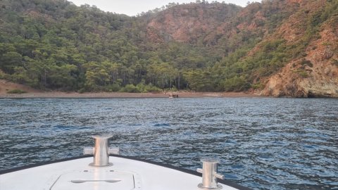 Muğla'da 21 düzensiz göçmen yakalandı