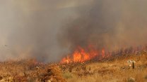 Balıkesir'de sazlık yangını: 10 hektar alan zarar gördü