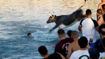İspanya'da boğaların denize atlatıldığı festival ilk kez sınırlandırıldı