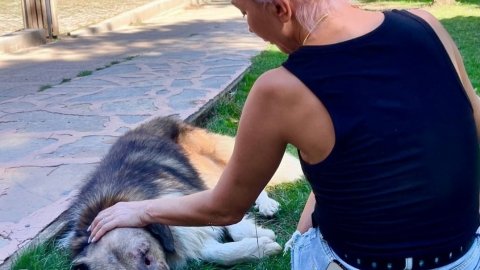 Hande Yener o köpeği sahiplenip ziyaret etti