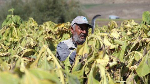 Ağrı'nın ayçiçeği tarlalarında hasat zamanı