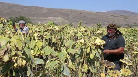 Ağrı'nın ayçiçeği tarlalarında hasat zamanı