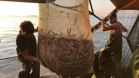 İzmir Körfezi'ndeki kirlilik satışları vurdu: Yarı yarıya azaldı!