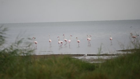 Yolculukları başladı: İznik Gölü'nde flamingo şöleni!