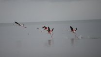 Yolculukları başladı: İznik Gölü'nde flamingo şöleni!