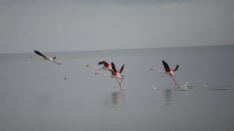 Yolculukları başladı: İznik Gölü'nde flamingo şöleni!