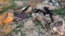 Kırklareli'nde hayvan katliamı: Ölen 17 kedi ve köpek için soruşturma başlatıldı