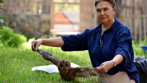 Elektrik çarpan baykuşa yardım eli: Özel fizik tedavi uygulanıyor!