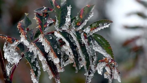  Orta Karadeniz'in iç kesimleri için 'zirai don' uyarısı yapıldı